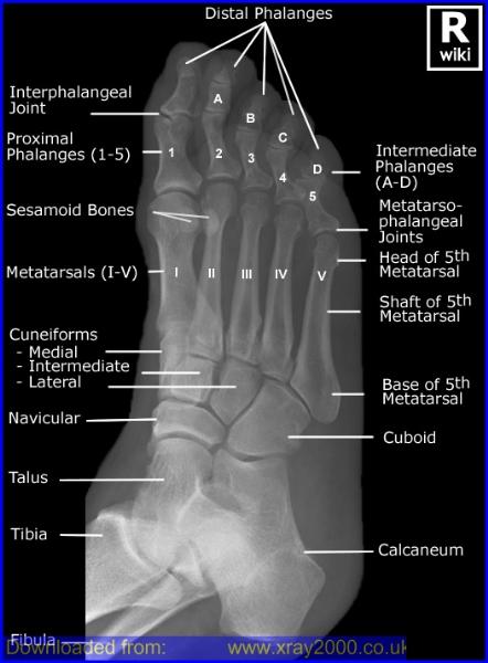 Teknik Radiografi Ekstremitas Inferior Foot Oss Pedis 